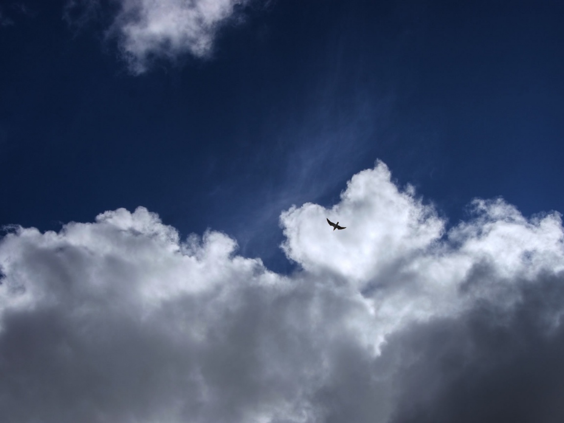 Птица в небе обои