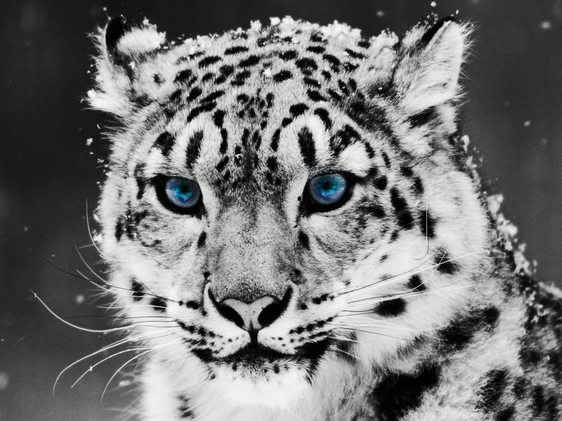 Снежный барс обои