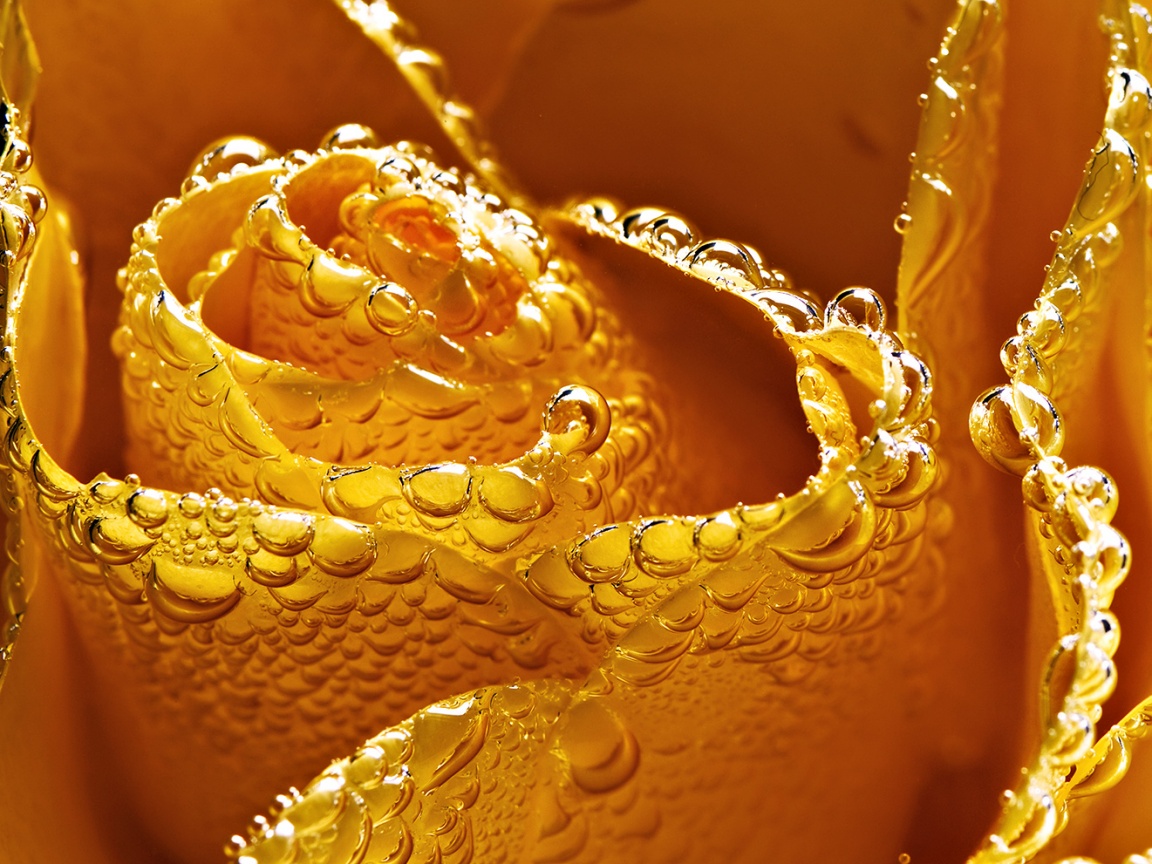 Мокрый желтый цветок обои