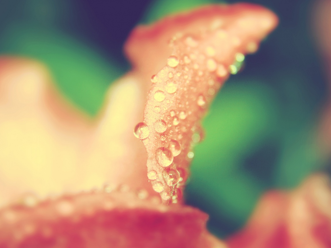 Капли росы на лепестке обои