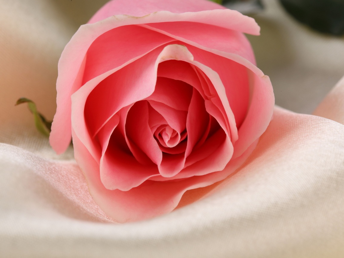 Нежная роза обои