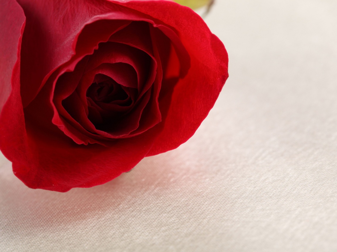 Красная роза обои