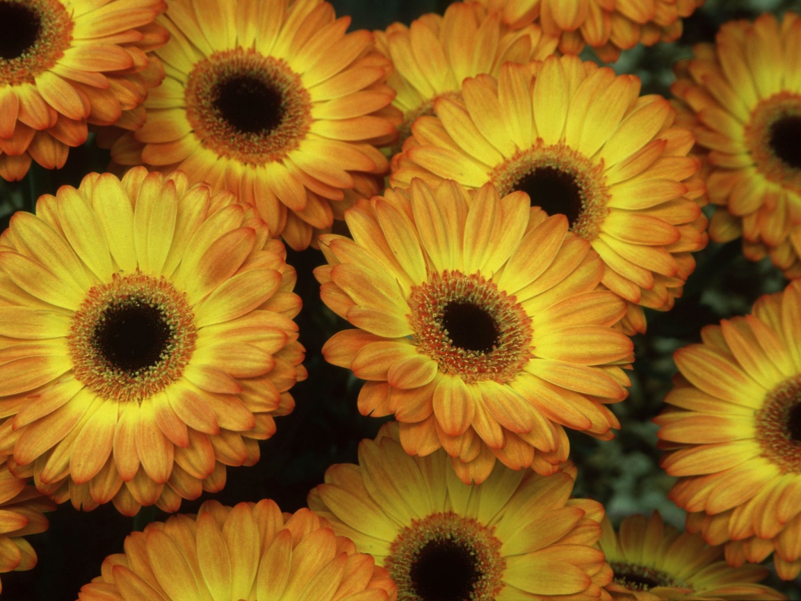 Желтые герберы обои