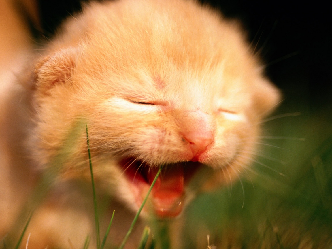 Маленький котенок обои