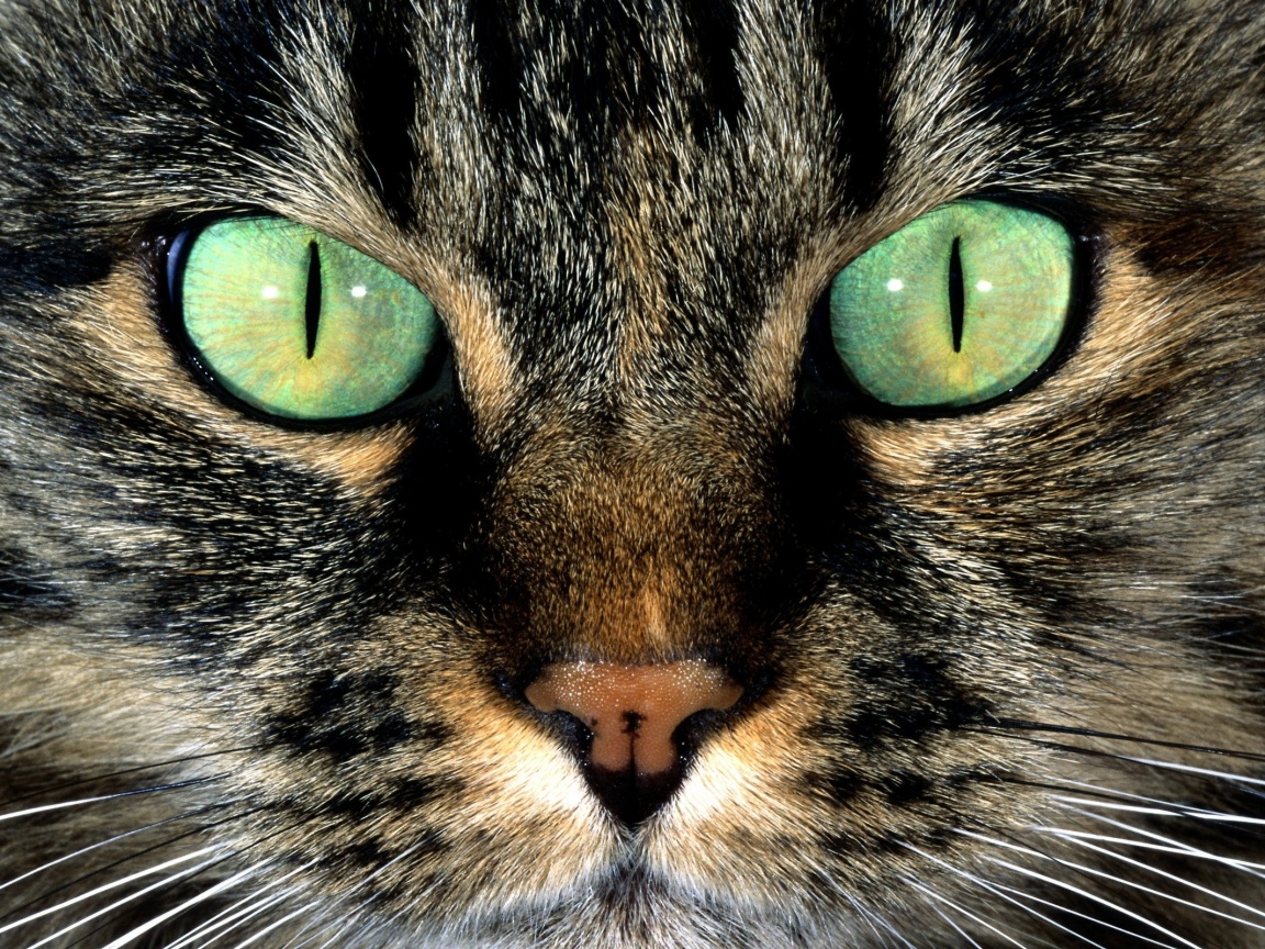 Кошачья морда обои