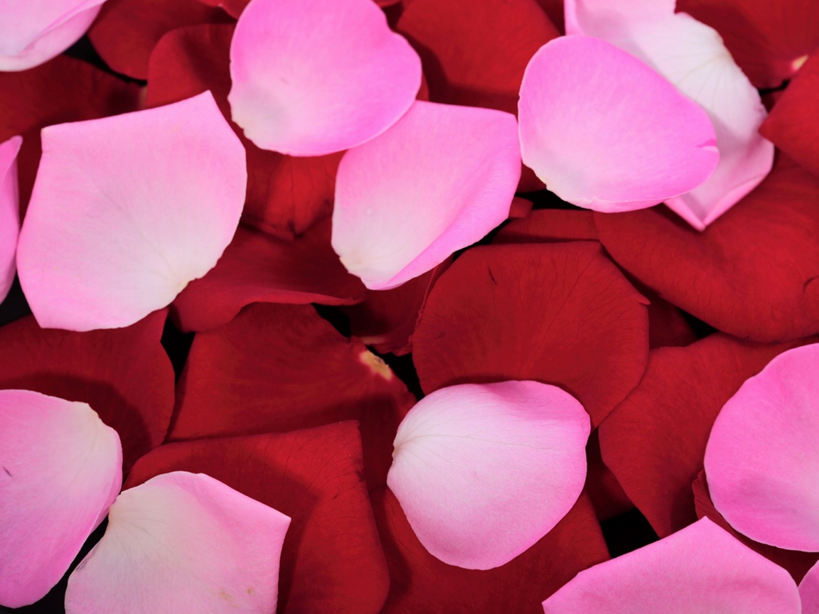 Розовые и красные лепестки обои