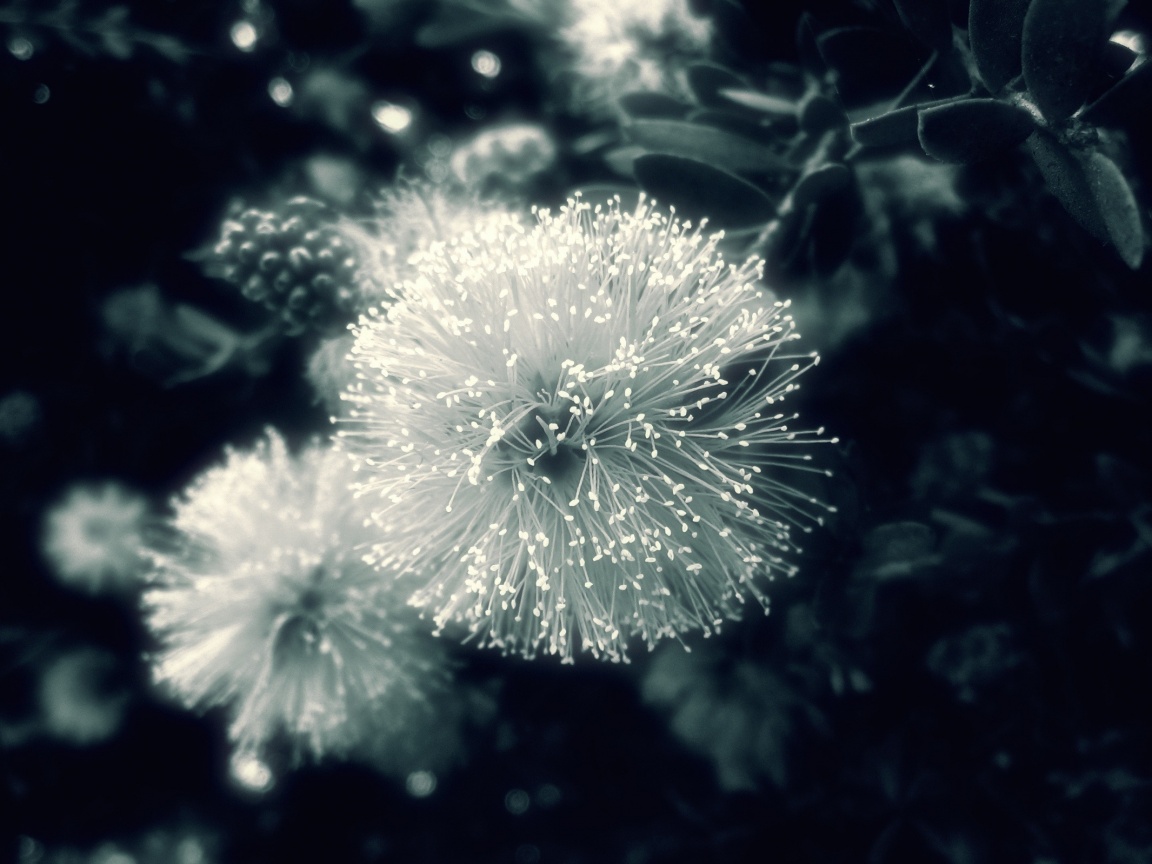 Сказочный цветок обои