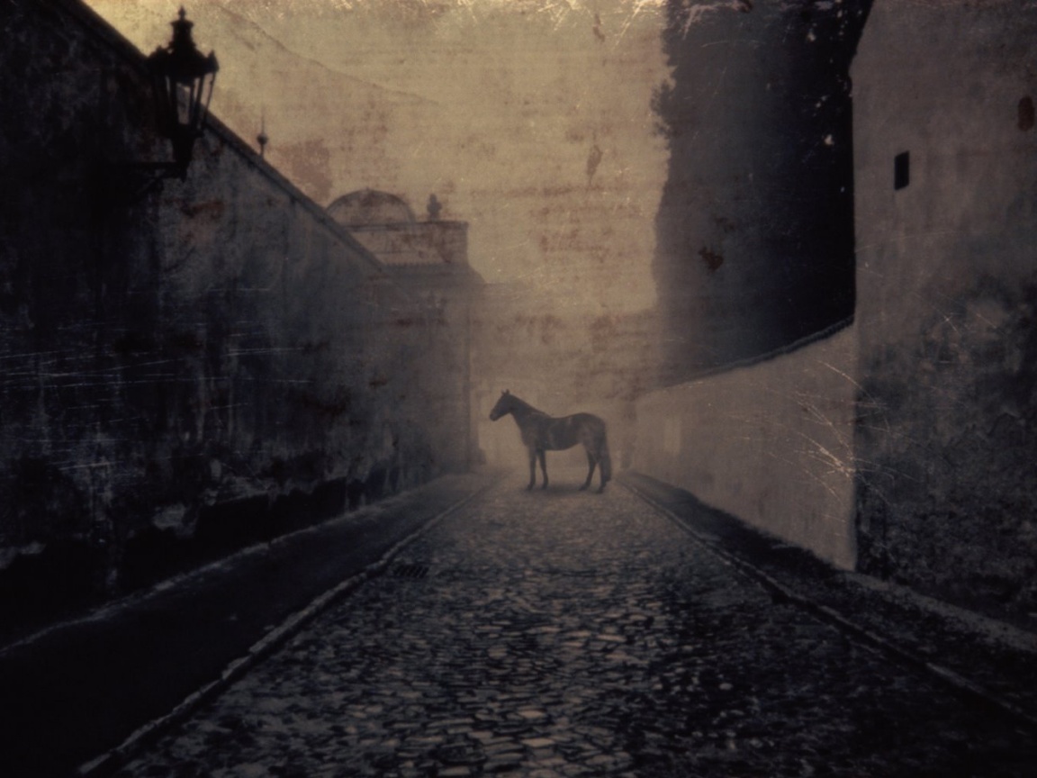 Лошадь в тумане обои