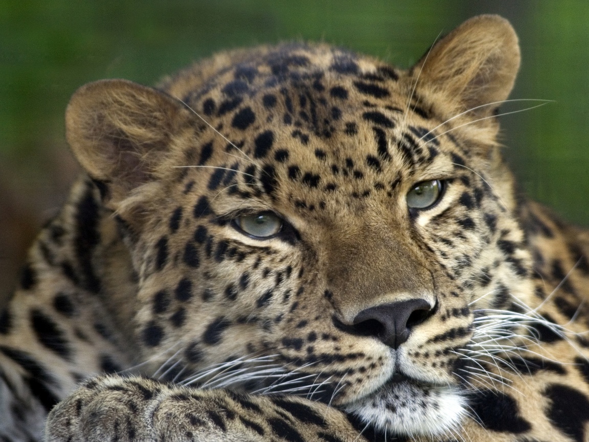 Злопасный ягуляр обои