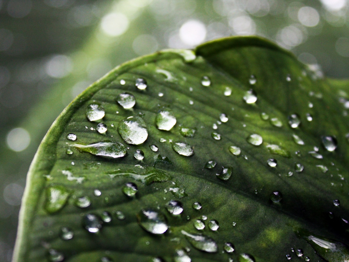 Роса на листке обои