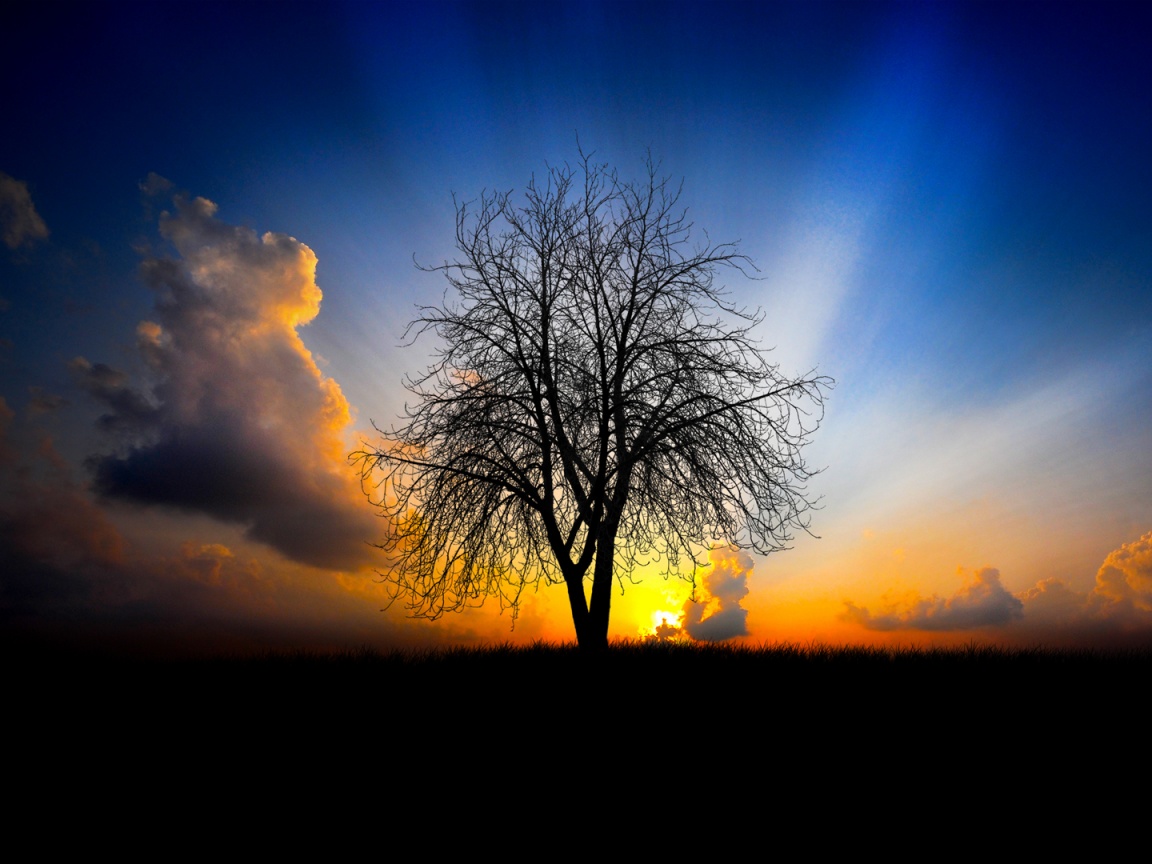 Дерево на закате обои