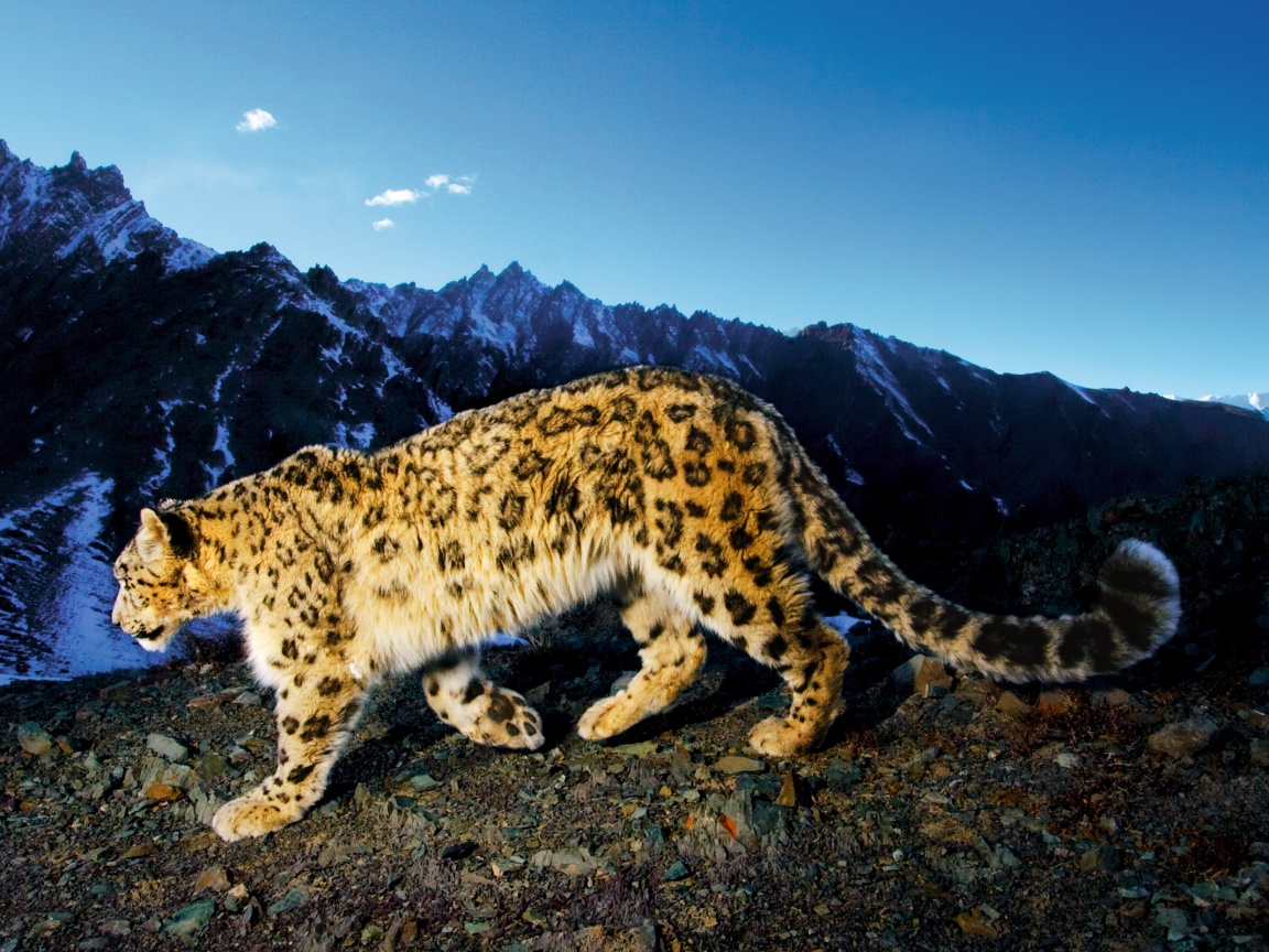 Леопард обои