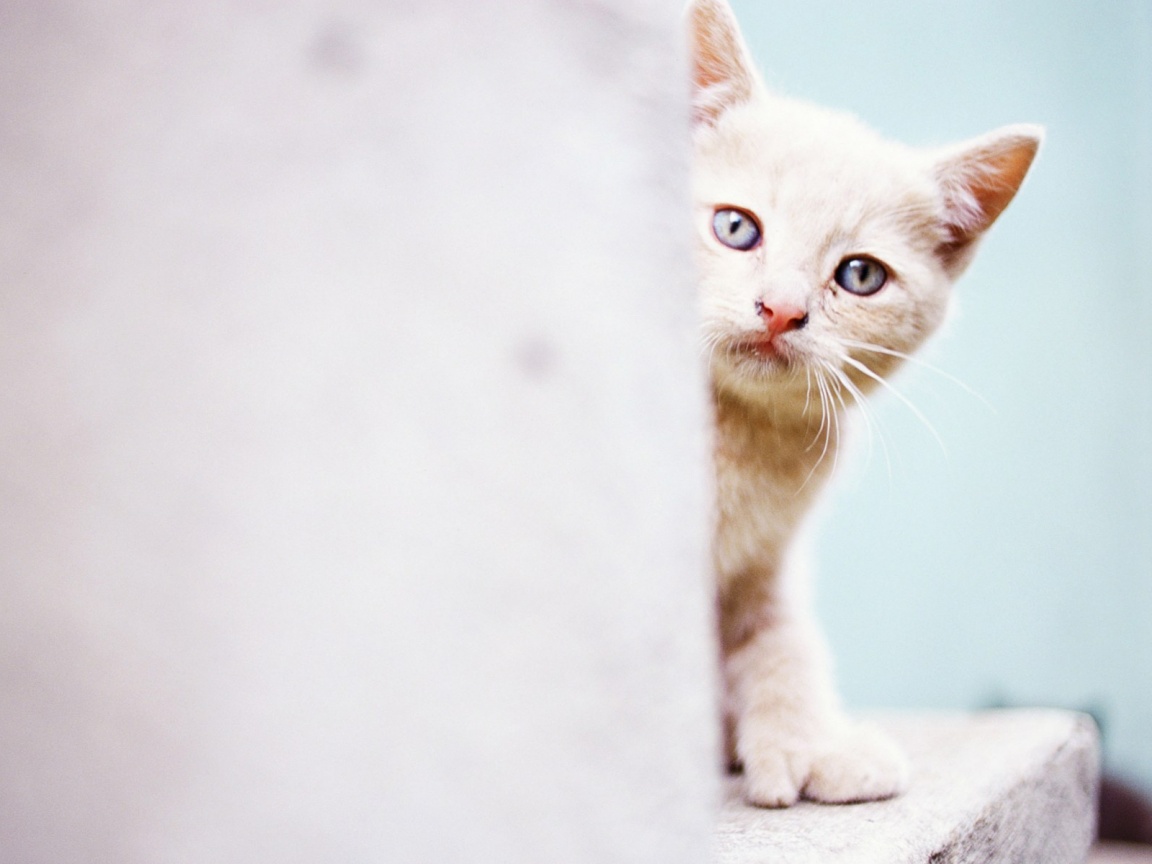 Котик из-за угла обои
