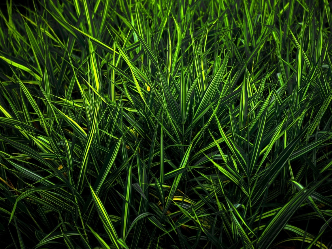 Дикая трава обои
