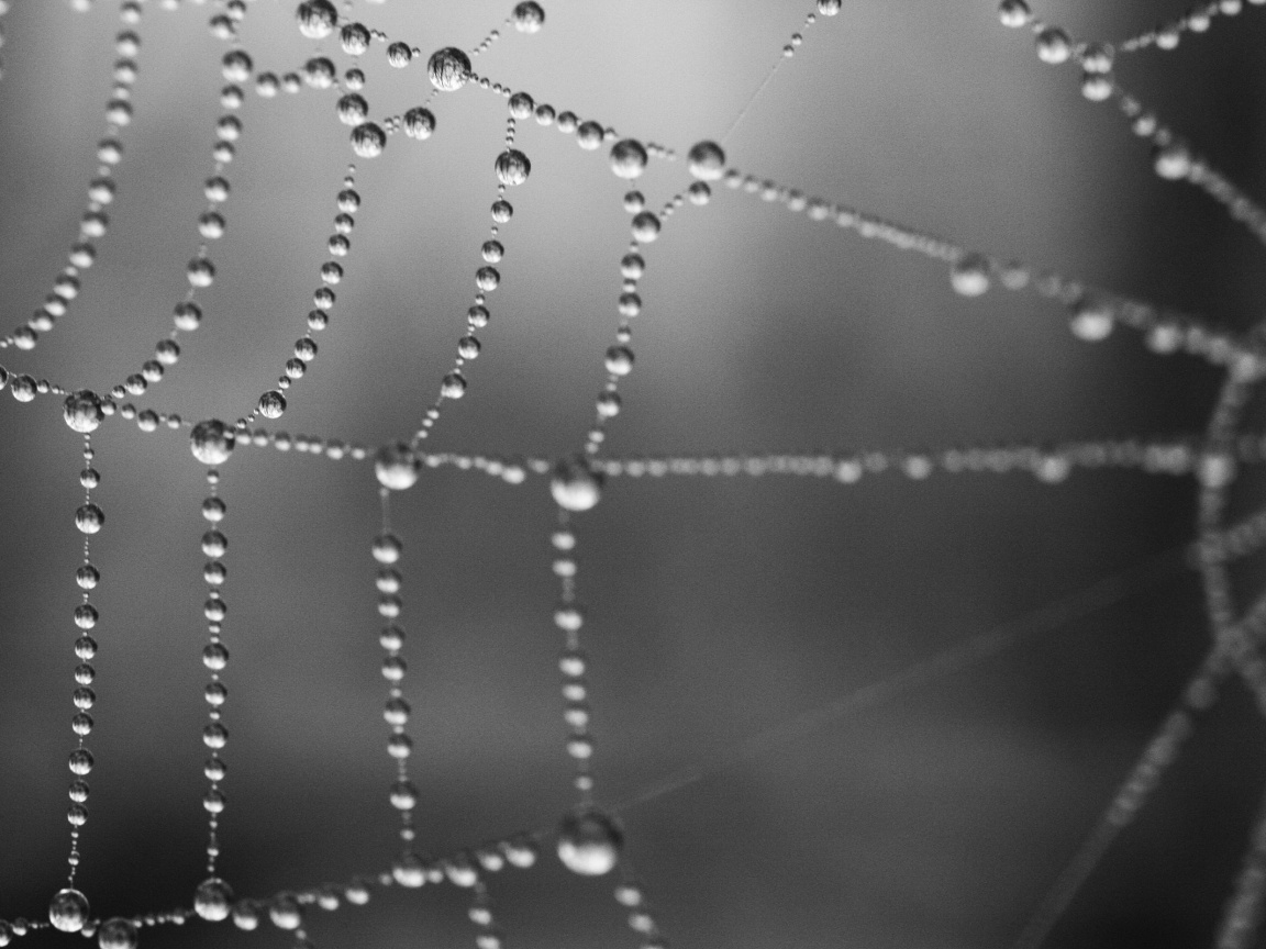Капли на паутине обои