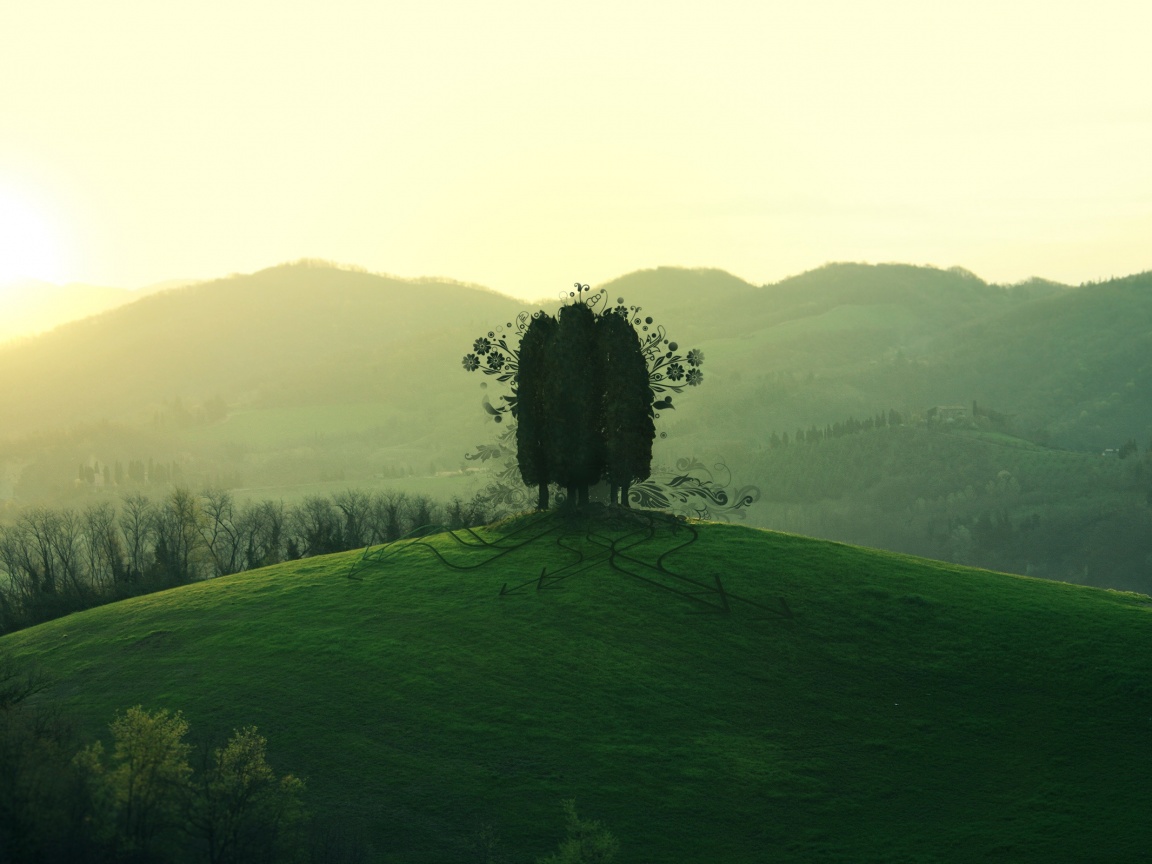 Деревья на холме обои