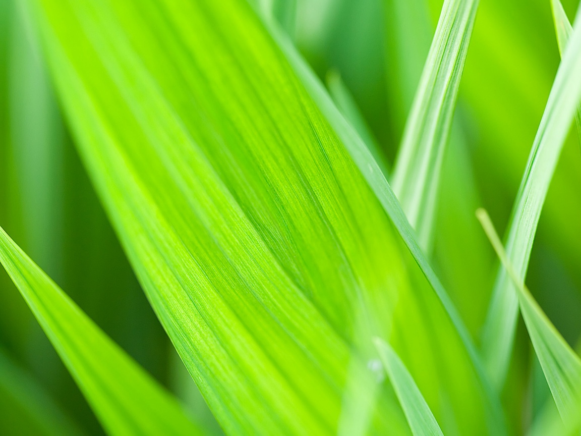 Идеальный кусочек зелени обои