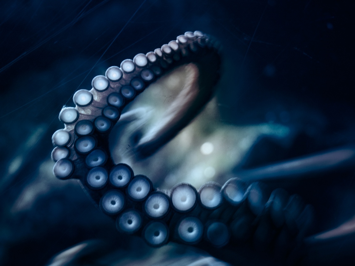 Щупальце обои