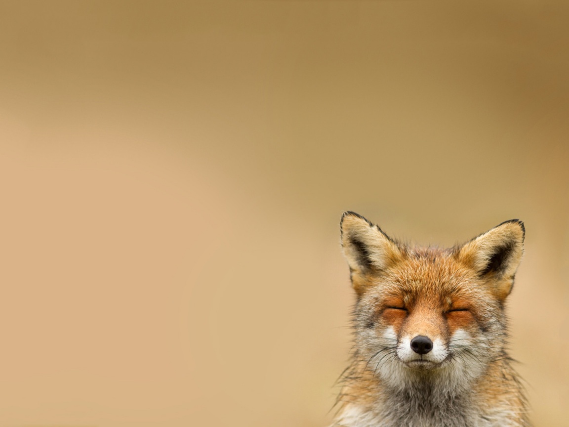 ^_^ Fox обои
