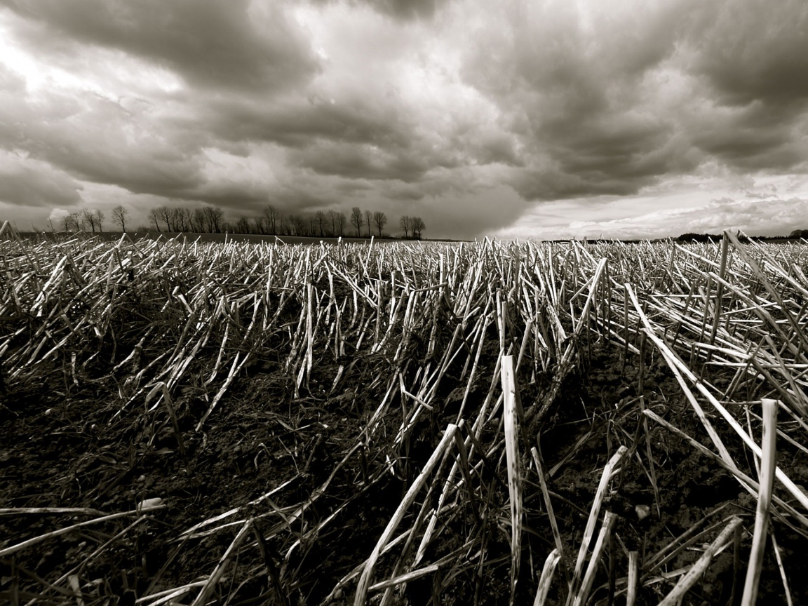 Убранное поле обои