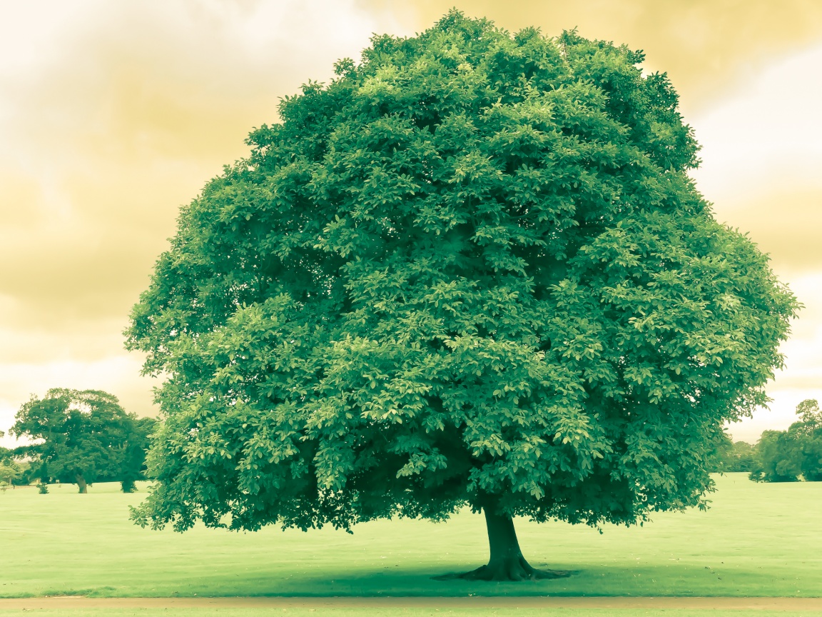 Зеленое ирландское дерево обои