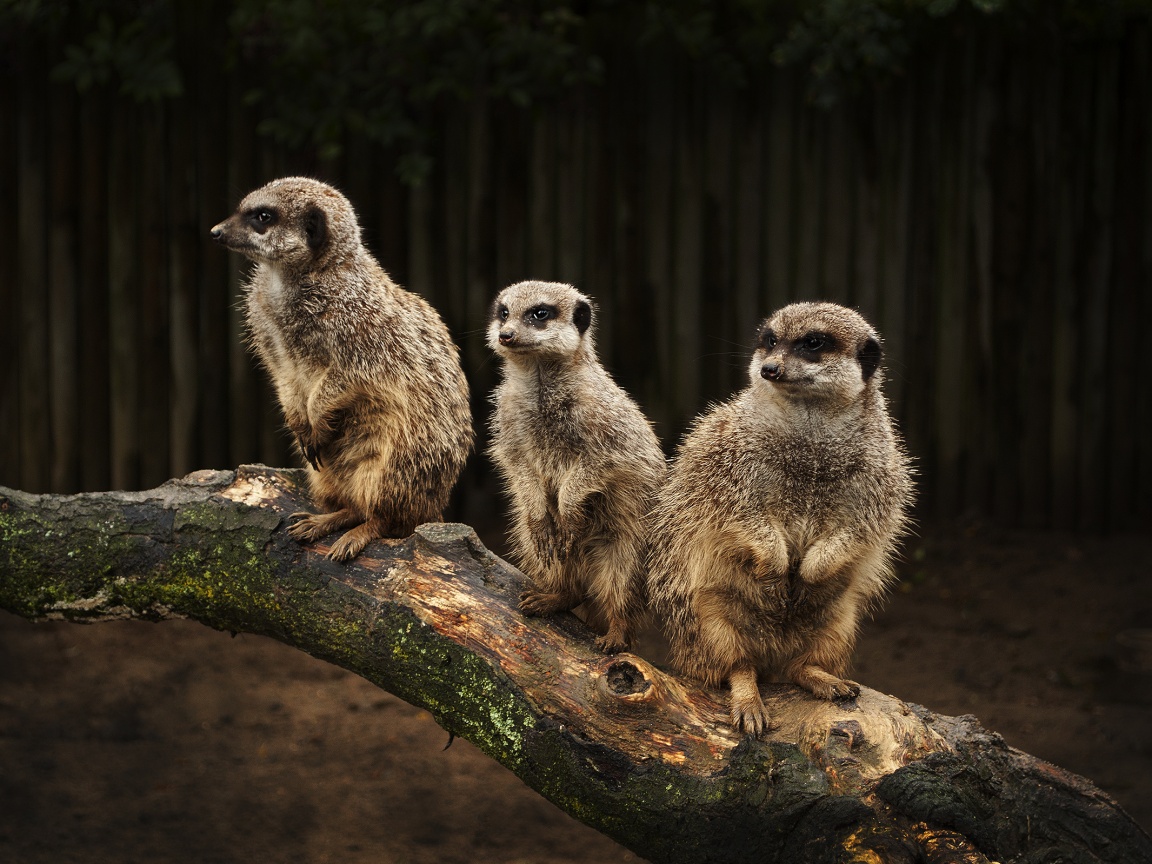 В дозоре обои