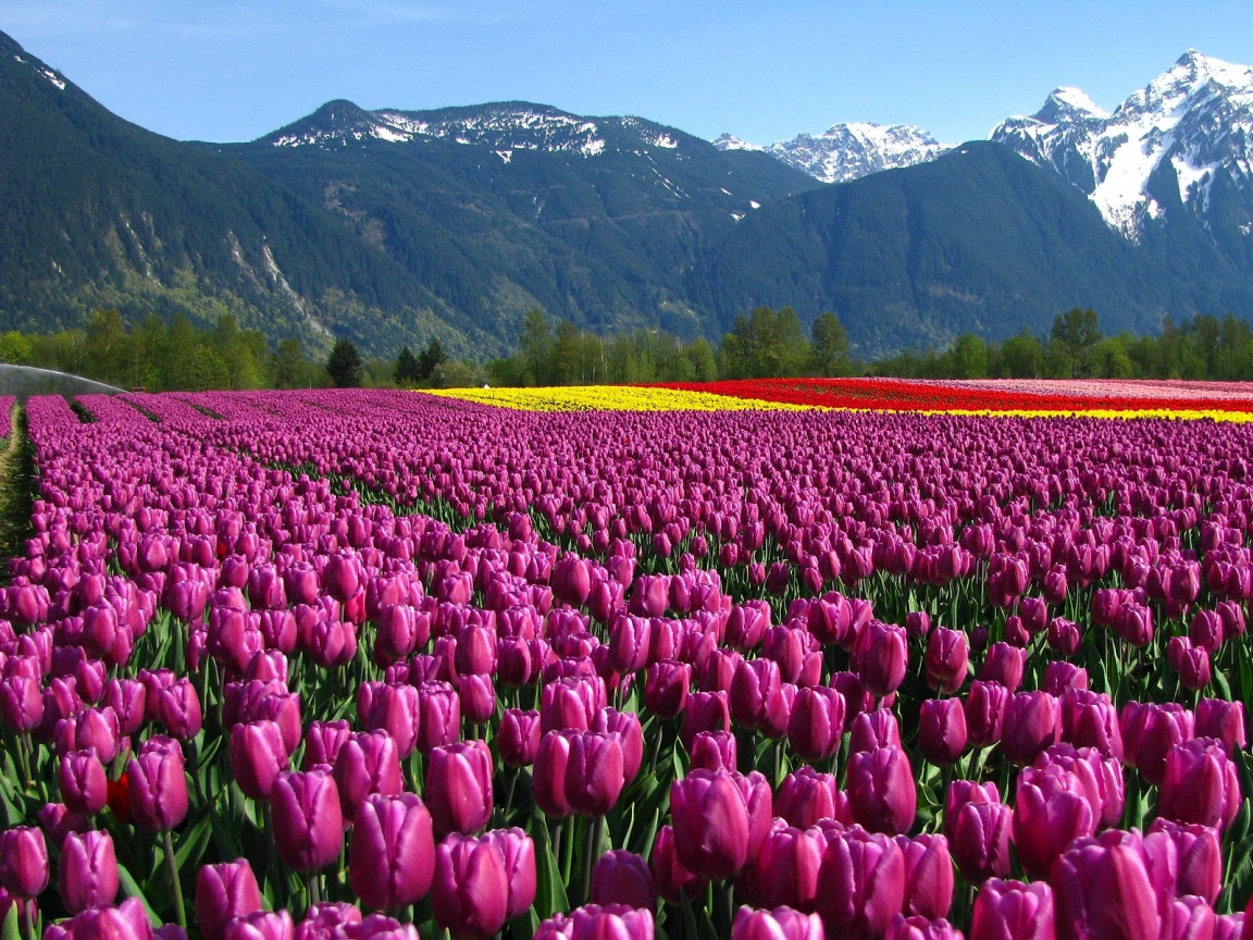 Поле тюльпанов обои