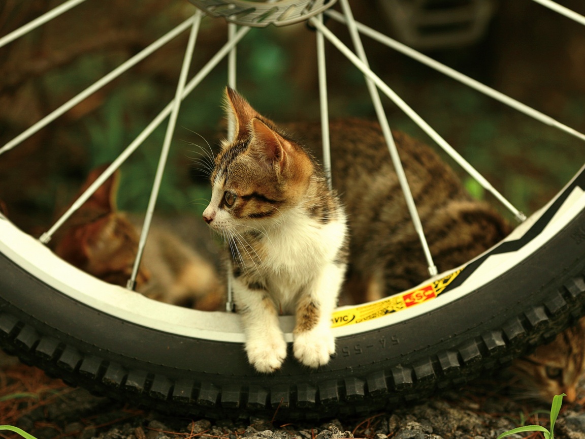 Маленький котенок обои