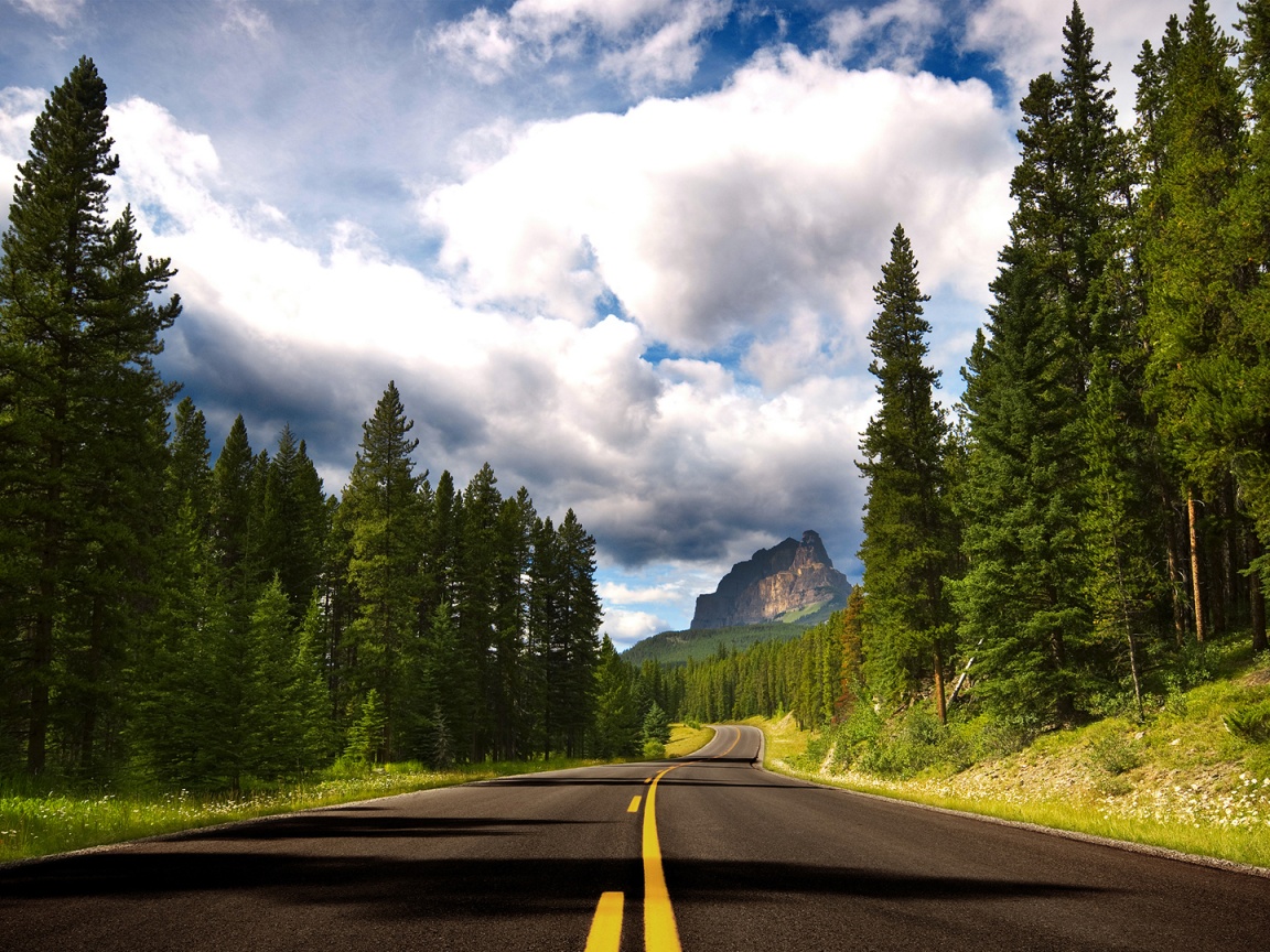 Красивая лесная дорога обои