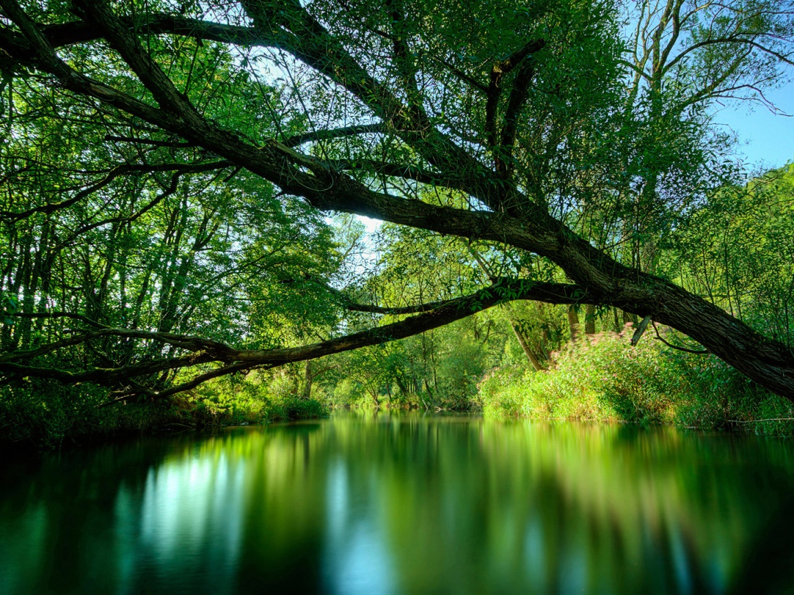 Спокойная лесная река обои