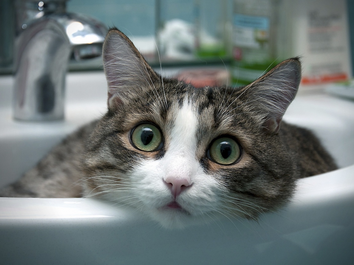 Кошак выглядывает из раковины обои