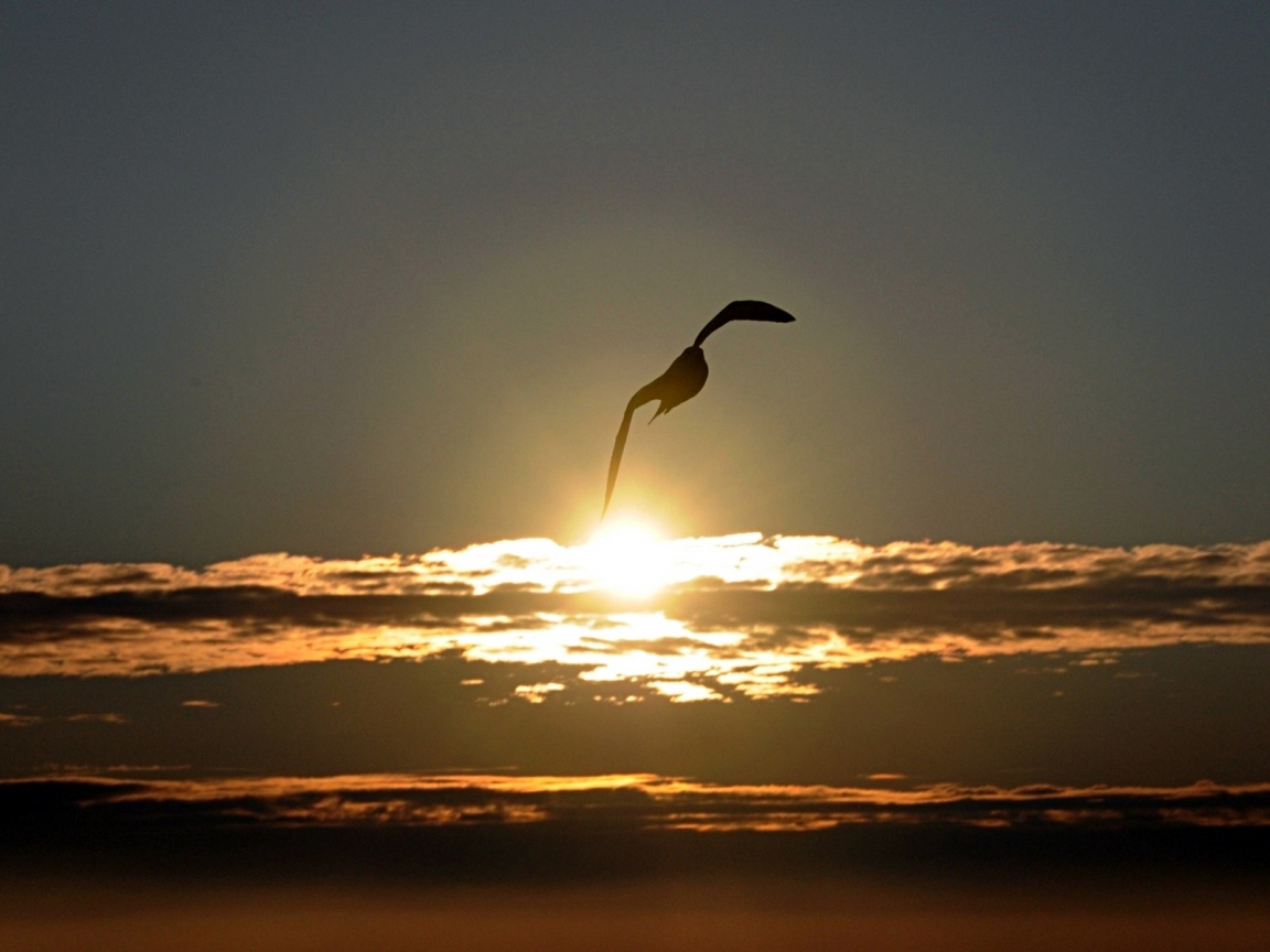 Морская чайка обои