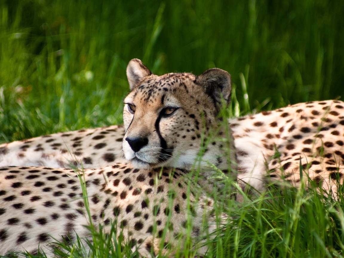 Два изящных гепард в природе обои