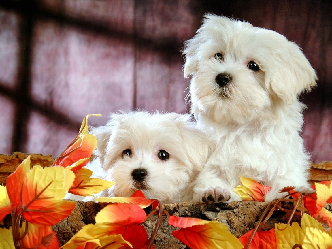 Два белых и пушистых пёсика  обои