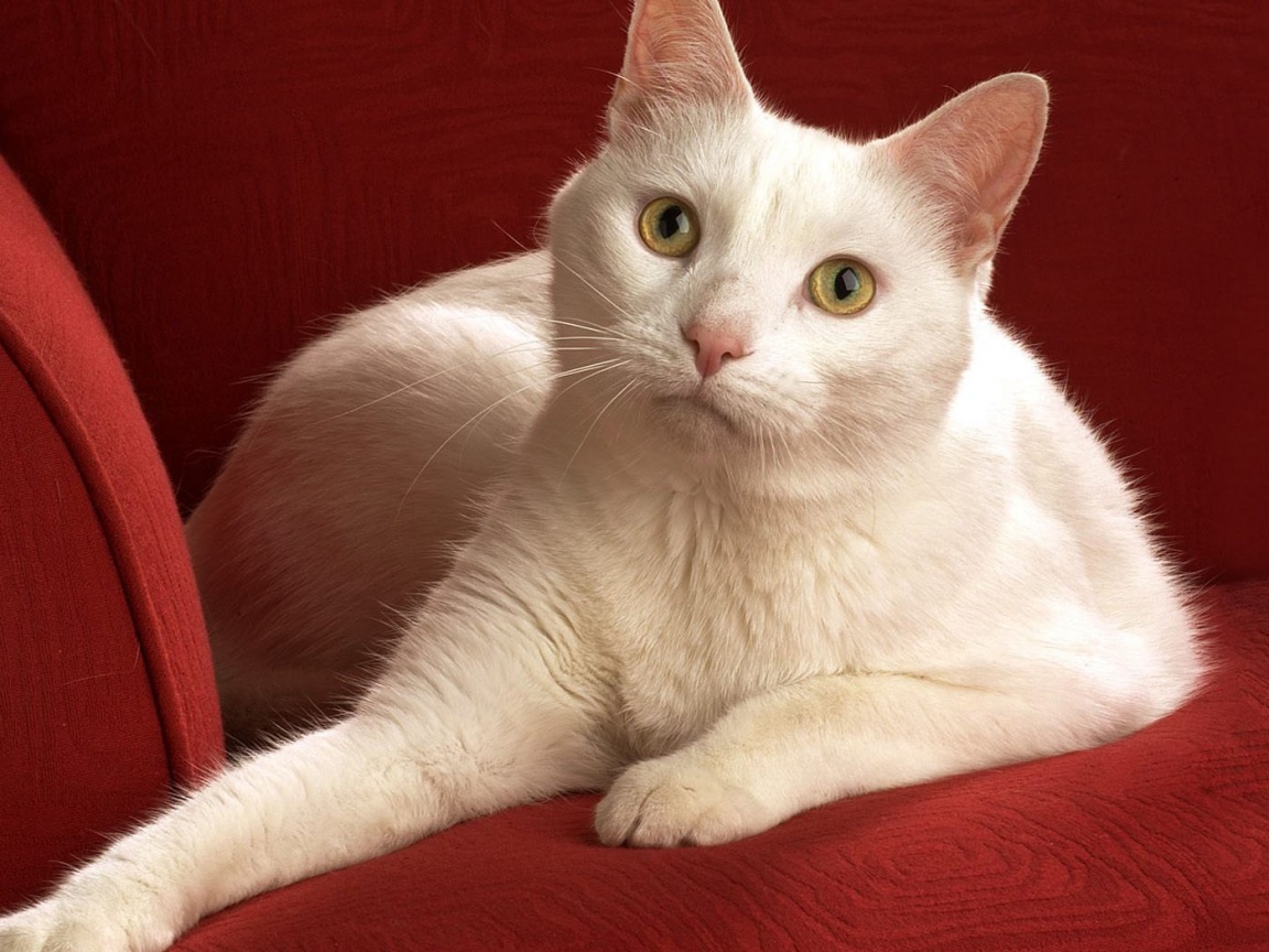 Белой кот на красном диване обои