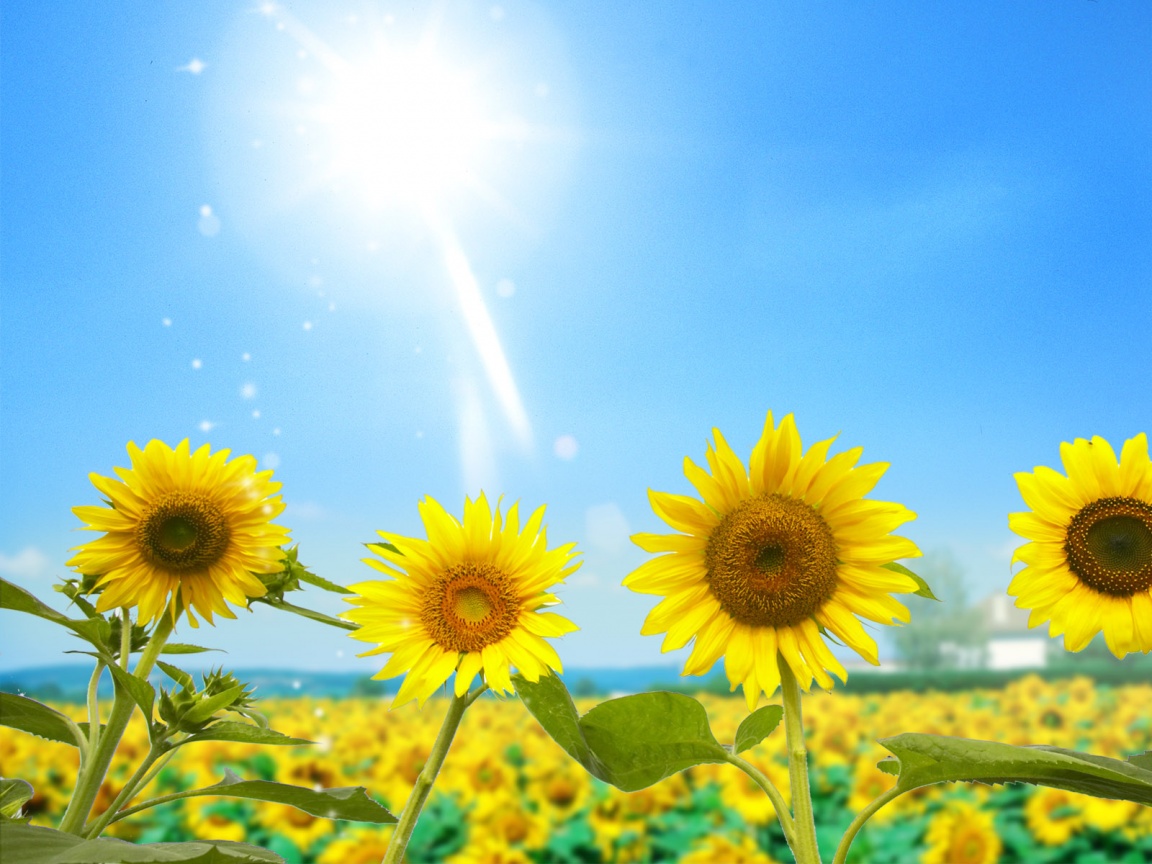 Подсолнухи не смотрят на солнце обои