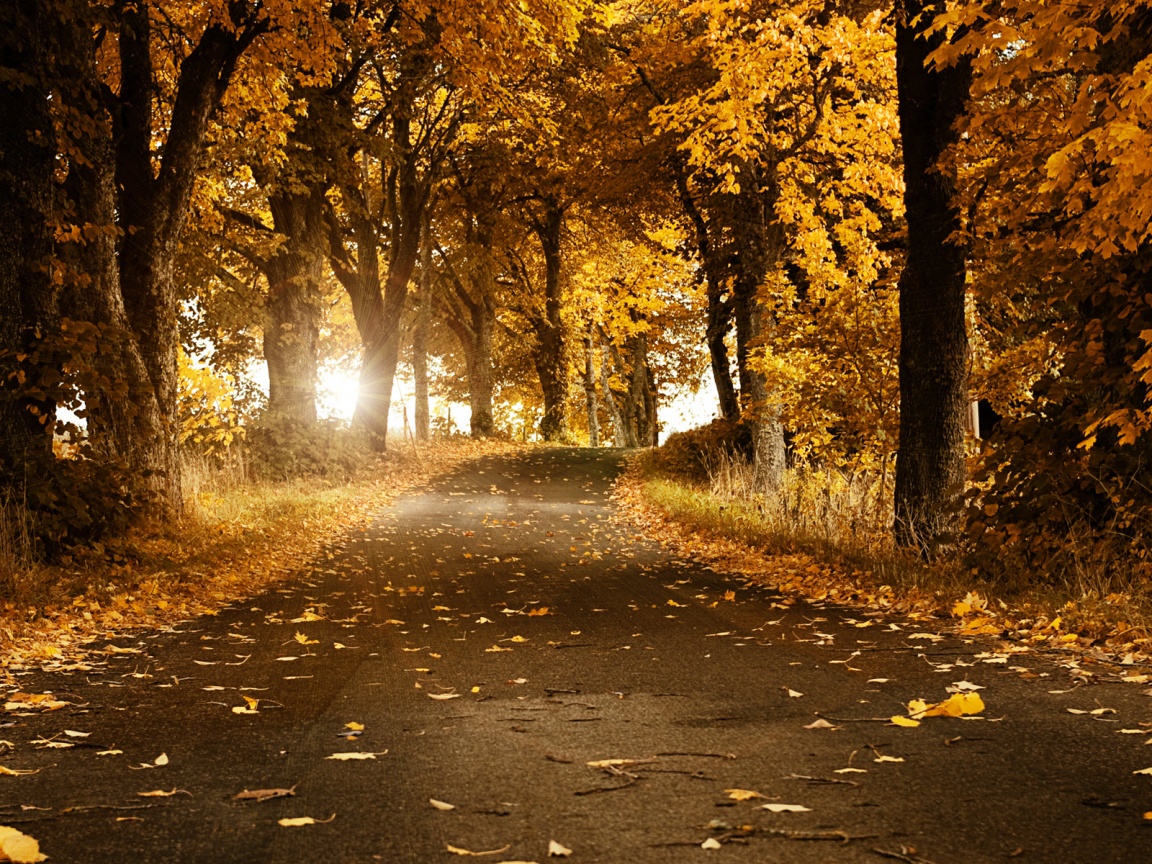 Дорога в осеннем парке обои