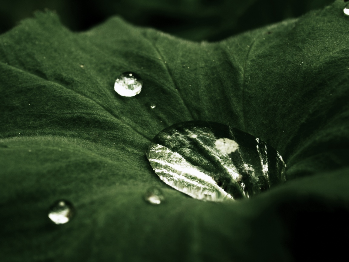 Капля в листе обои