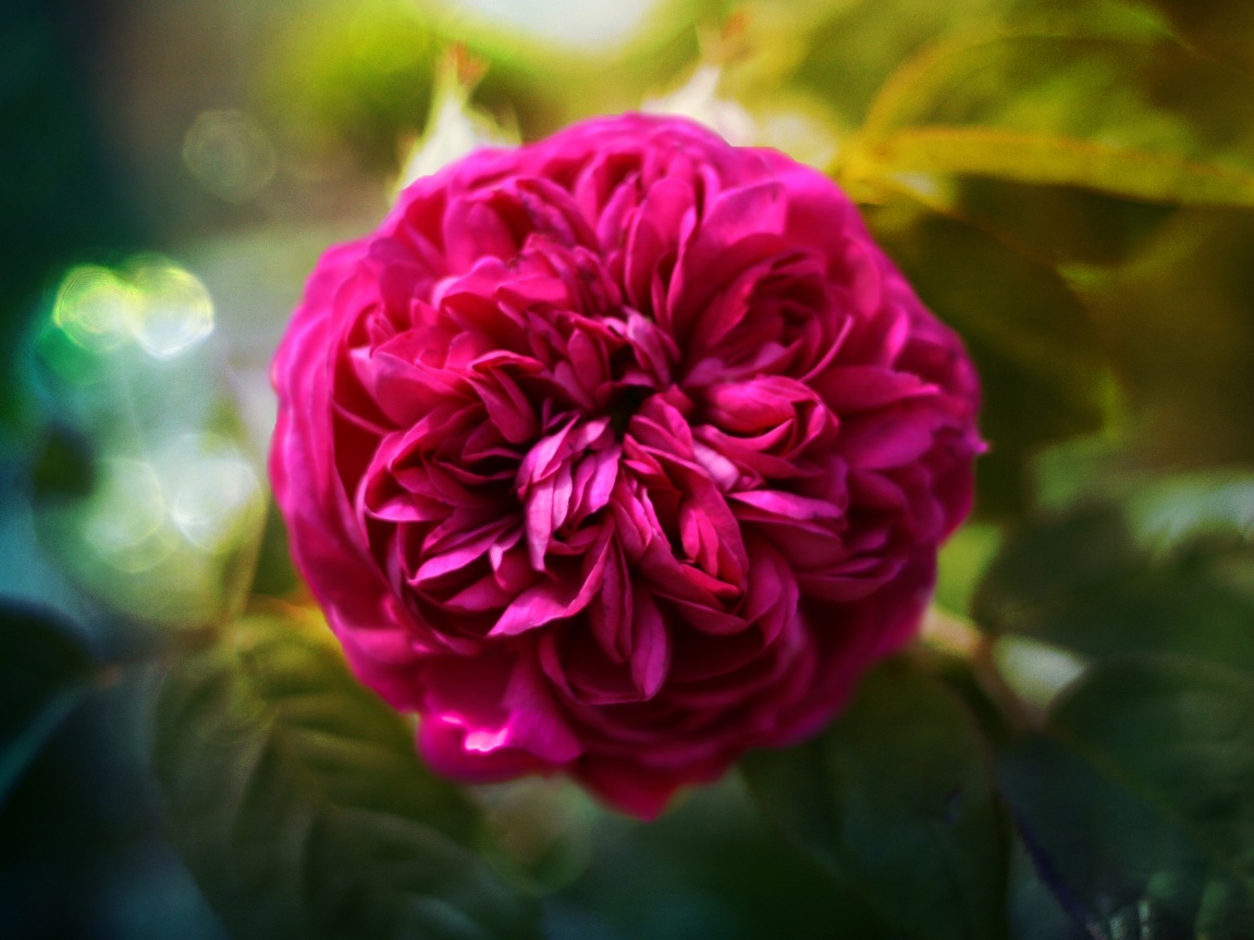 Клевер крупным планом обои