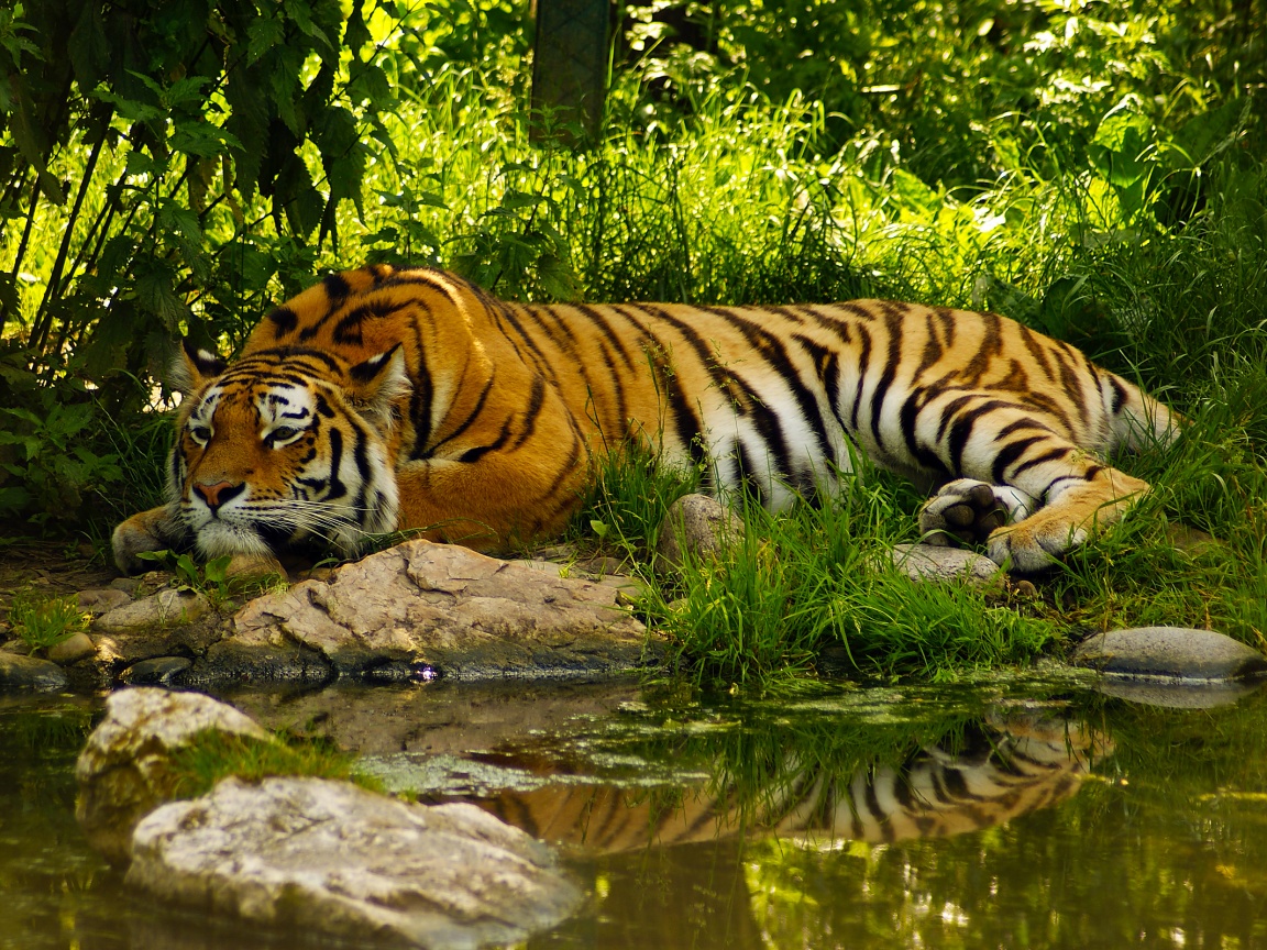 Тигр отдыхает обои