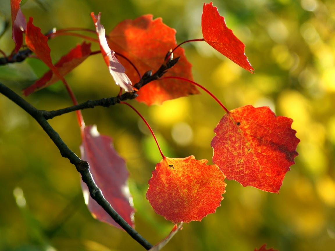 Красные листья обои