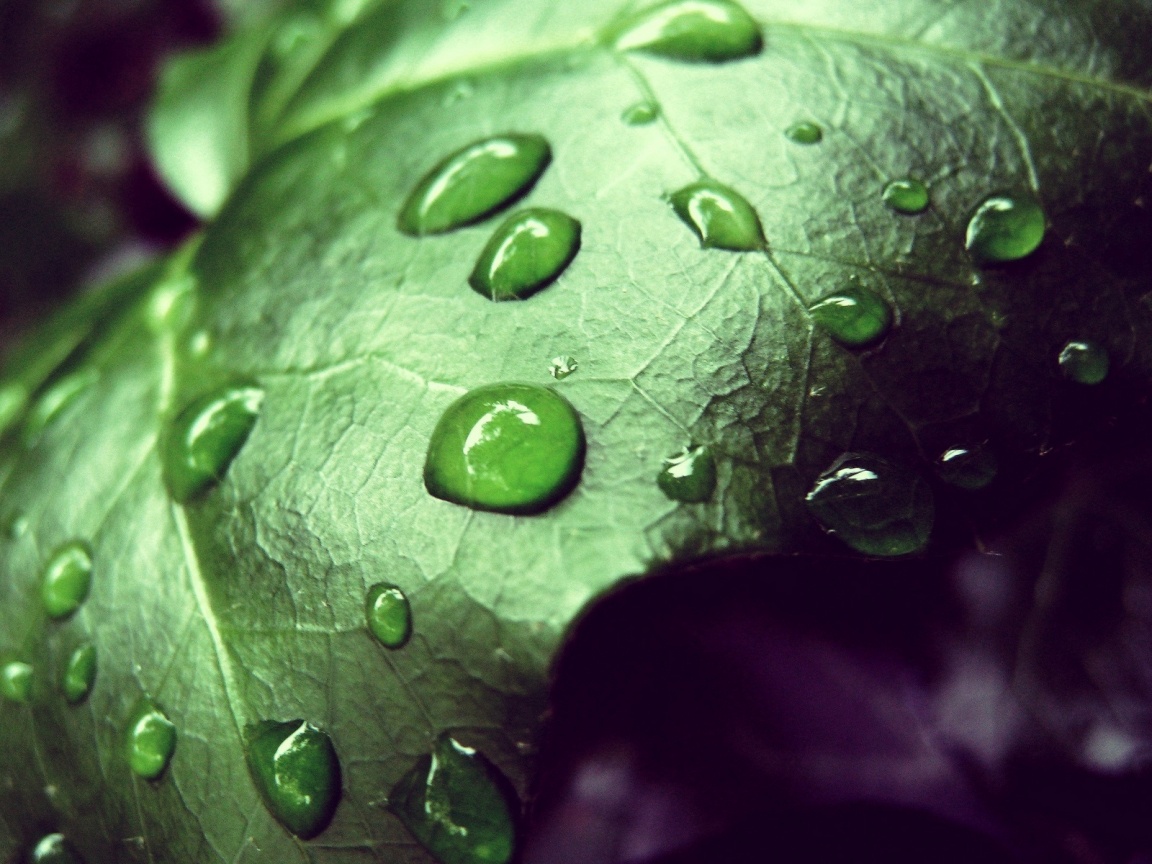 Капли росы на листе обои