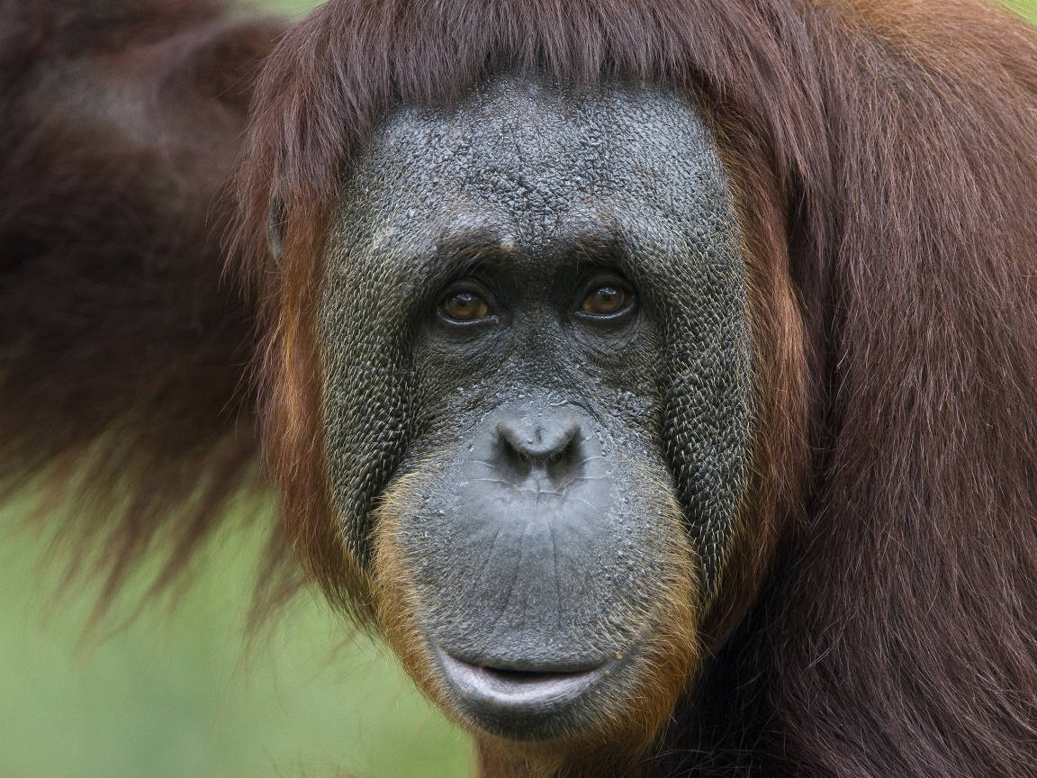 Орангутан обои