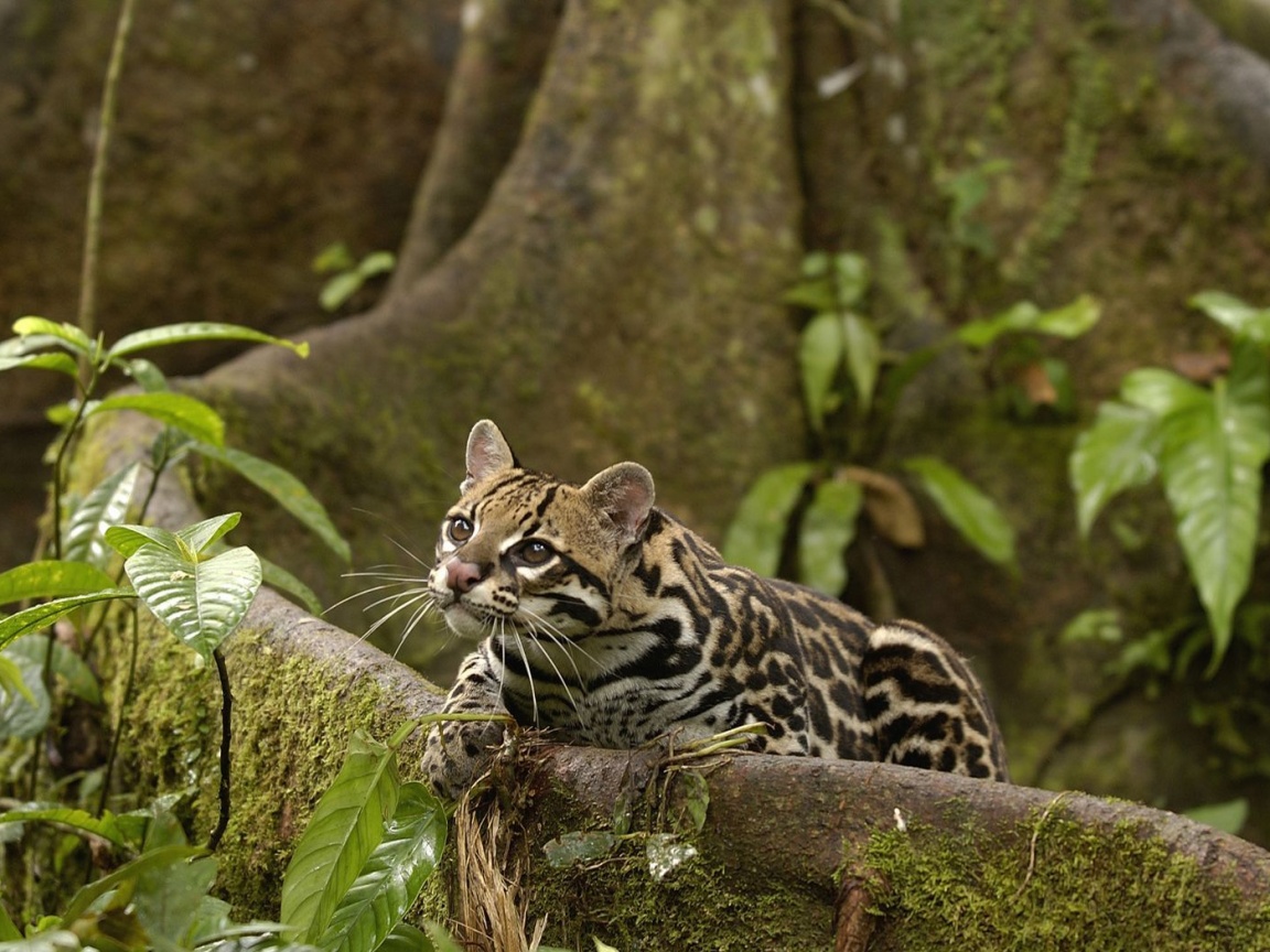 Оцелот обои