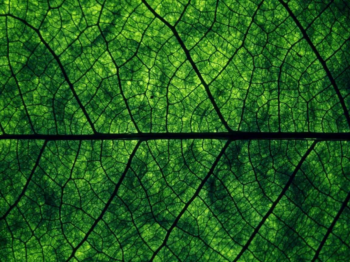 Свечение зеленого листа в макро обои