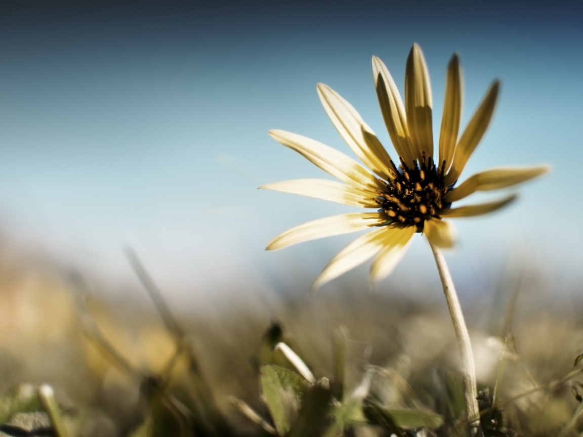 Летний цветок на солнце обои