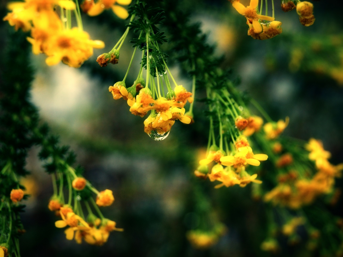 Жёлтые цветочки на ветке обои