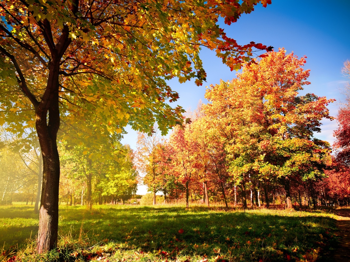 Осень в лесу обои