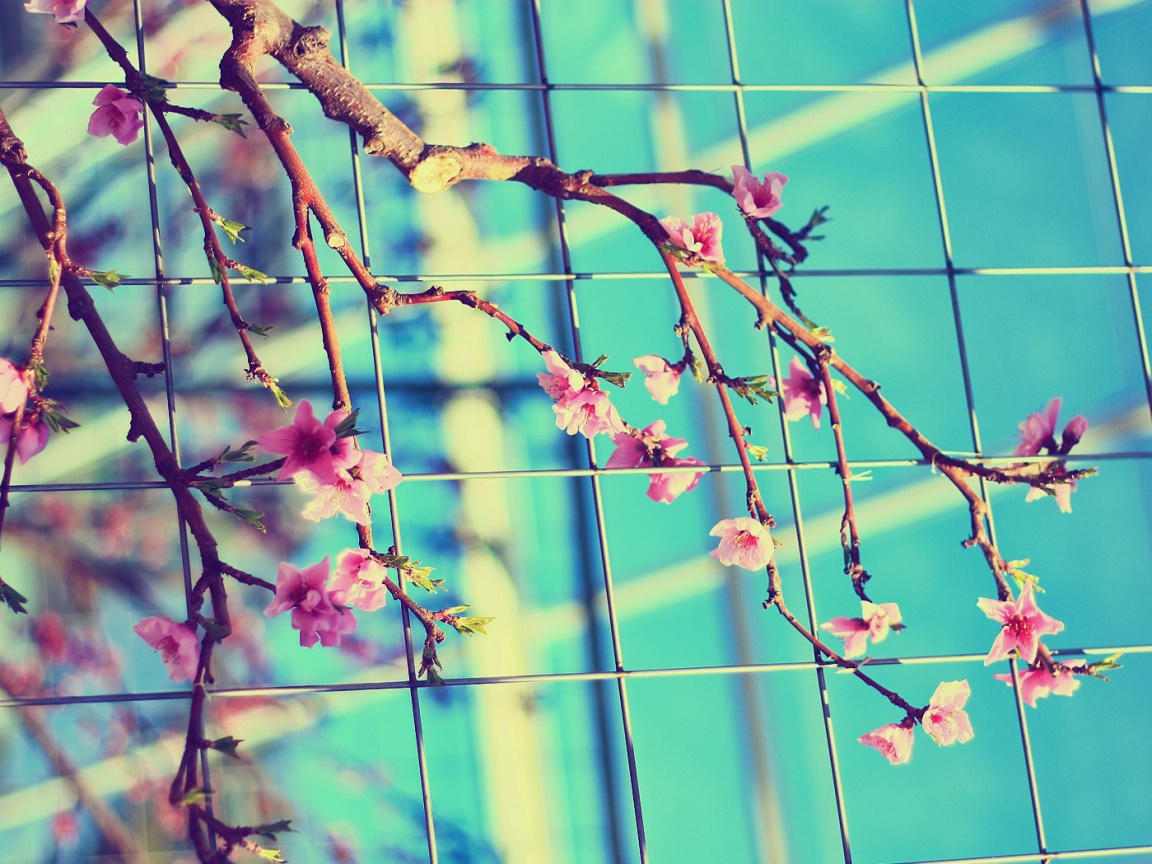 Ветка за сеткой обои