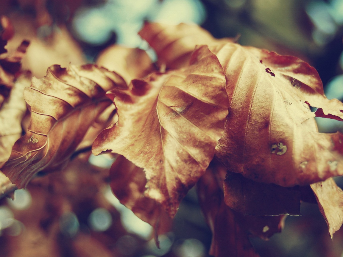 Засохший лист обои